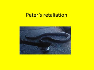 Peter’s retaliation
 