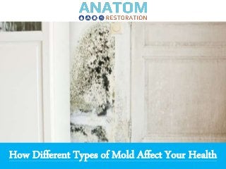 How Different Types of Mold Affect Your Health
 