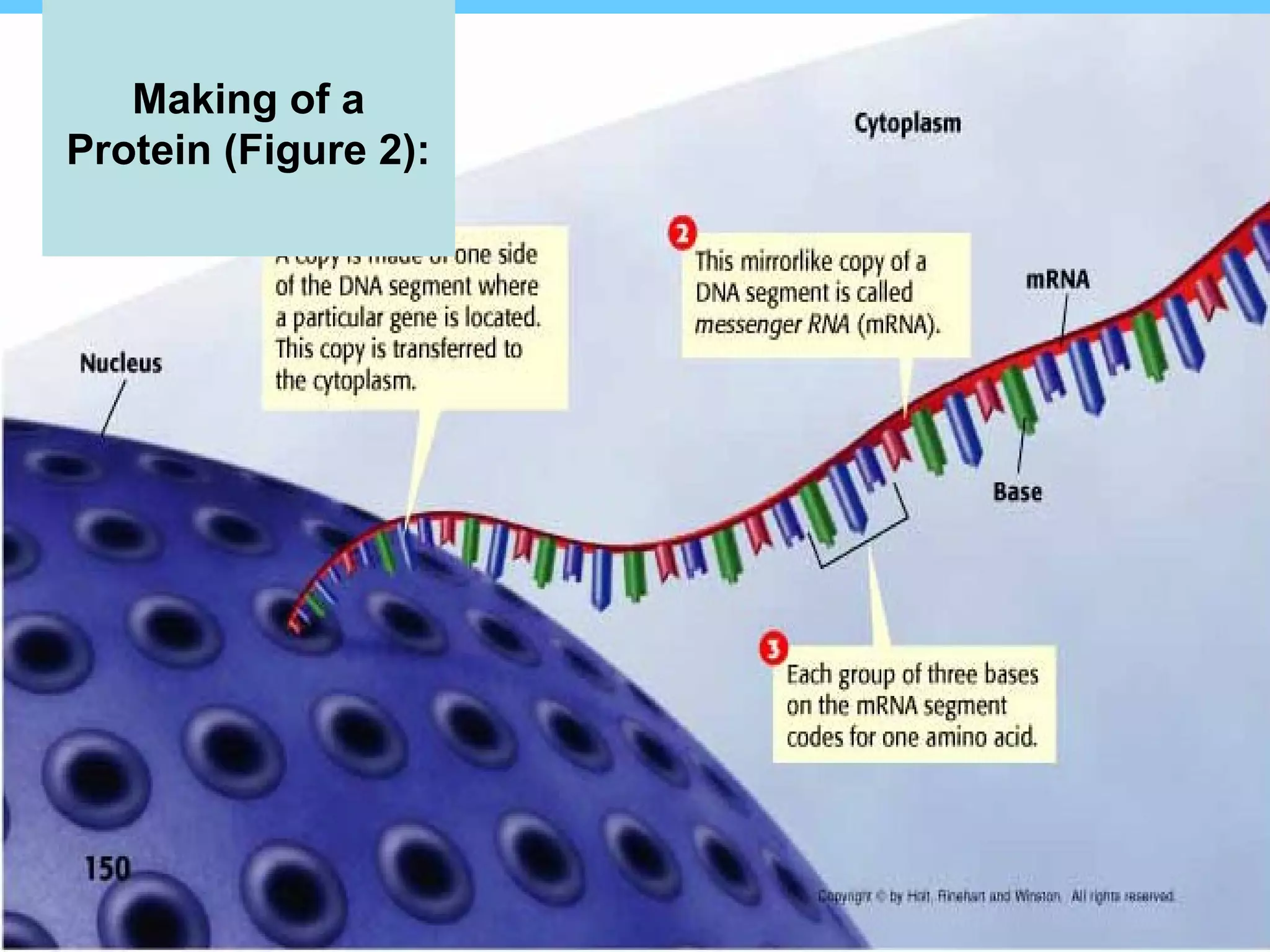 Making of a
Protein (Figure 2):
 