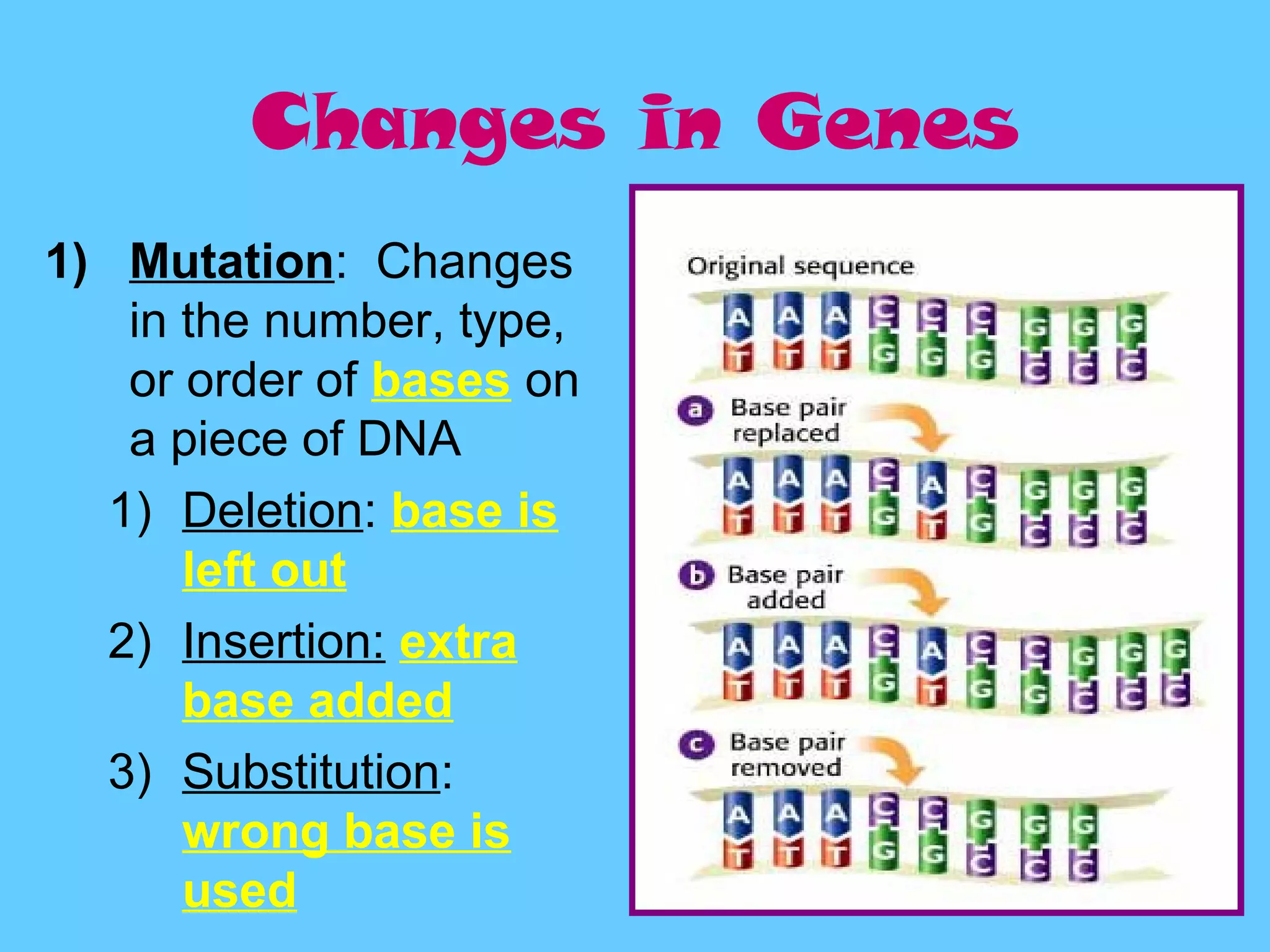 Changes in Genes
1) Mutation: Changes
   in the number, type,
   or order of bases on
   a piece of DNA
  1) Deletion: base is
      left out
  2) Insertion: extra
      base added
  3) Substitution:
      wrong base is
      used
 