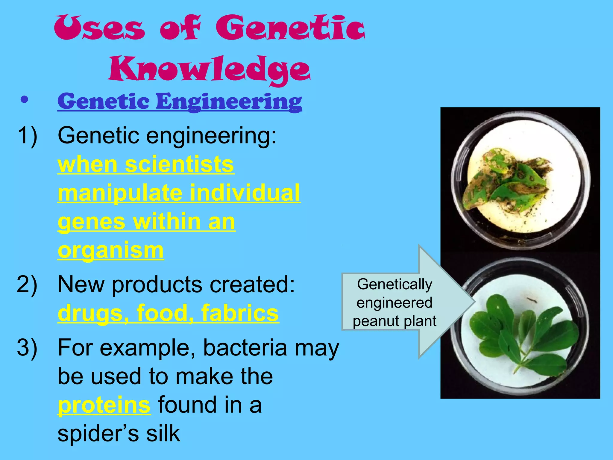 Uses of Genetic
      Knowledge
•  Genetic Engineering
1) Genetic engineering:
   when scientists
   manipulate individual
   genes within an
   organism
2) New products created:        Genetically
                               engineered
   drugs, food, fabrics        peanut plant
3) For example, bacteria may
   be used to make the
   proteins found in a
   spider’s silk
 