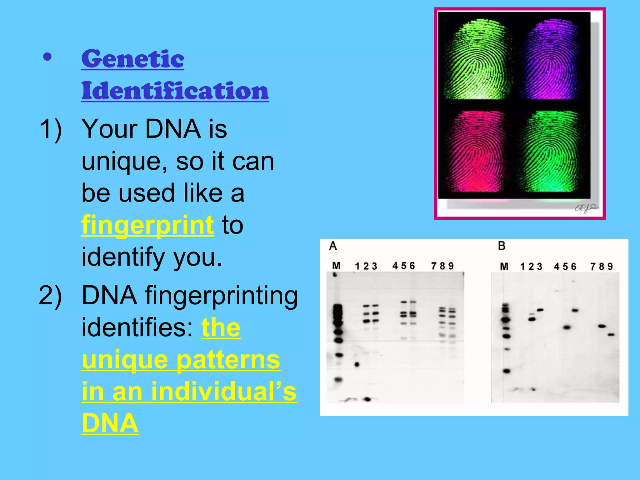 • Genetic
   Identification
1) Your DNA is
   unique, so it can
   be used like a
   fingerprint to
   identify you.
2) DNA fingerprinting
   identifies: the
   unique patterns
   in an individual’s
   DNA
 