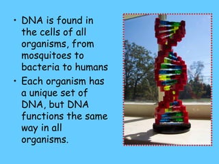 • DNA is found in
  the cells of all
  organisms, from
  mosquitoes to
  bacteria to humans
• Each organism has
  a unique set of
  DNA, but DNA
  functions the same
  way in all
  organisms.
 