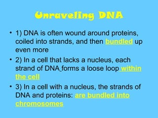 Unraveling DNA
• 1) DNA is often wound around proteins,
  coiled into strands, and then bundled up
  even more
• 2) In a cell that lacks a nucleus, each
  strand of DNA forms a loose loop within
  the cell
• 3) In a cell with a nucleus, the strands of
  DNA and proteins: are bundled into
  chromosomes
 