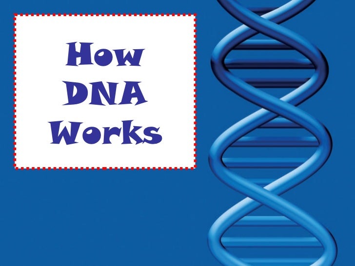 how dna works dna how it works