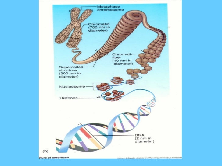 how dna works dna how it works