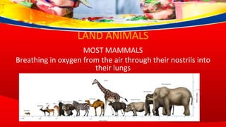 LAND ANIMALS
MOST MAMMALS
Breathing in oxygen from the air through their nostrils into
their lungs
 