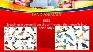 LAND ANIMALS
BIRDS
Breathing in oxygen from the air through their nostrils into
their lungs
 
