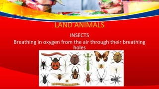 LAND ANIMALS
INSECTS
Breathing in oxygen from the air through their breathing
holes
 