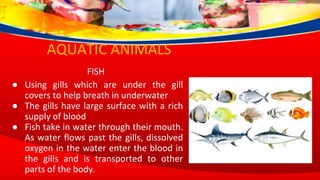 FISH
● Using gills which are under the gill
covers to help breath in underwater
● The gills have large surface with a rich
supply of blood
● Fish take in water through their mouth.
As water flows past the gills, dissolved
oxygen in the water enter the blood in
the gills and is transported to other
parts of the body.
AQUATIC ANIMALS
 