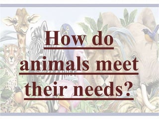 How do  animals meet their needs? 