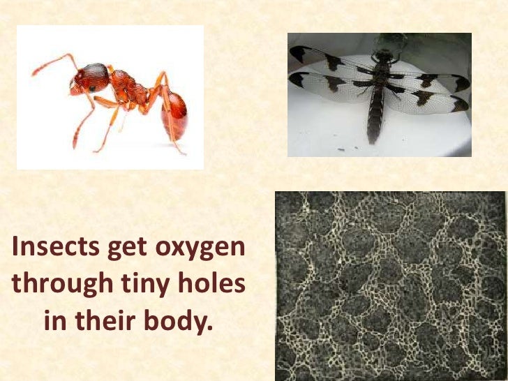 How do animals meet their needs