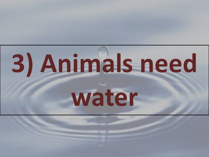Why do animals need water?