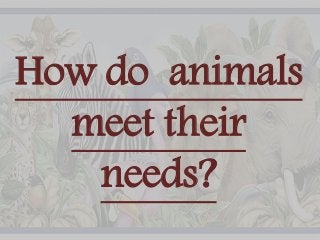 How do animals
meet their
needs?
 