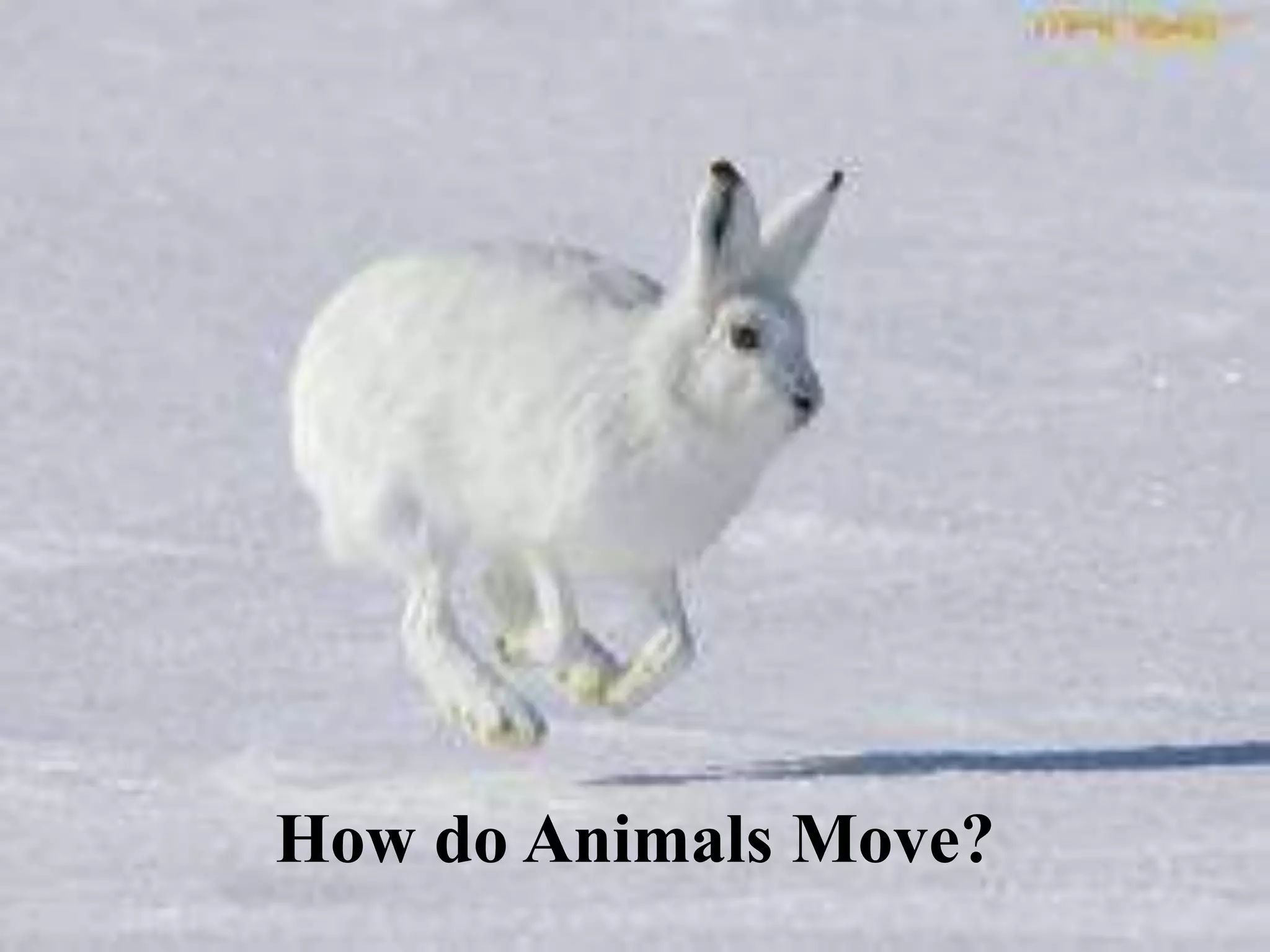 How do Animals Move?