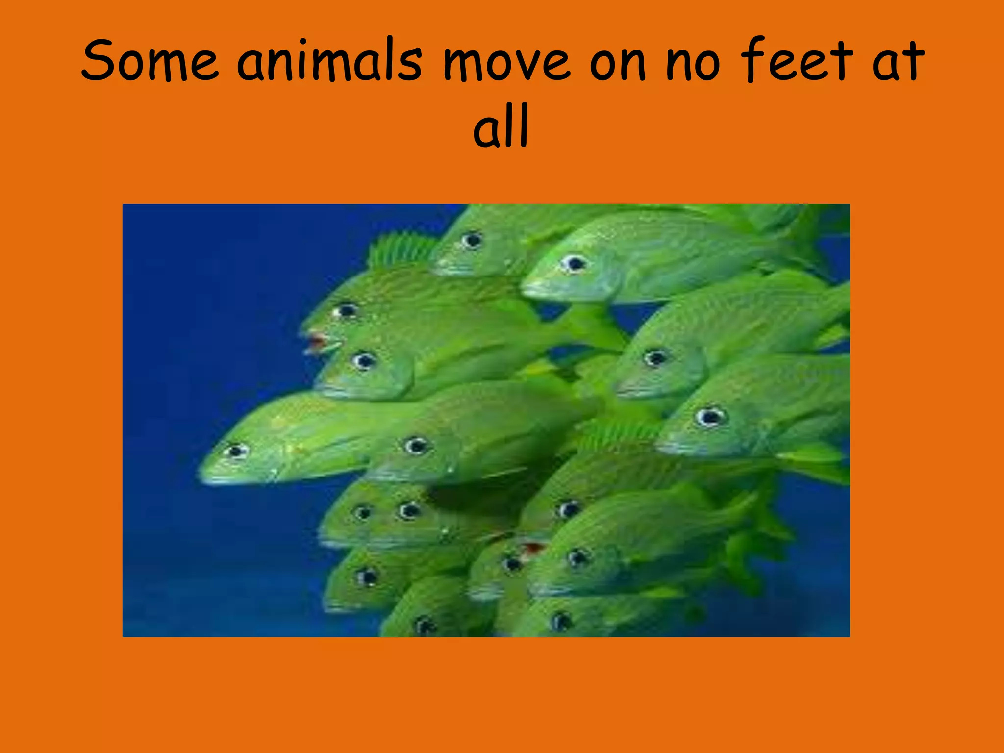 Some animals move on no feet at
all