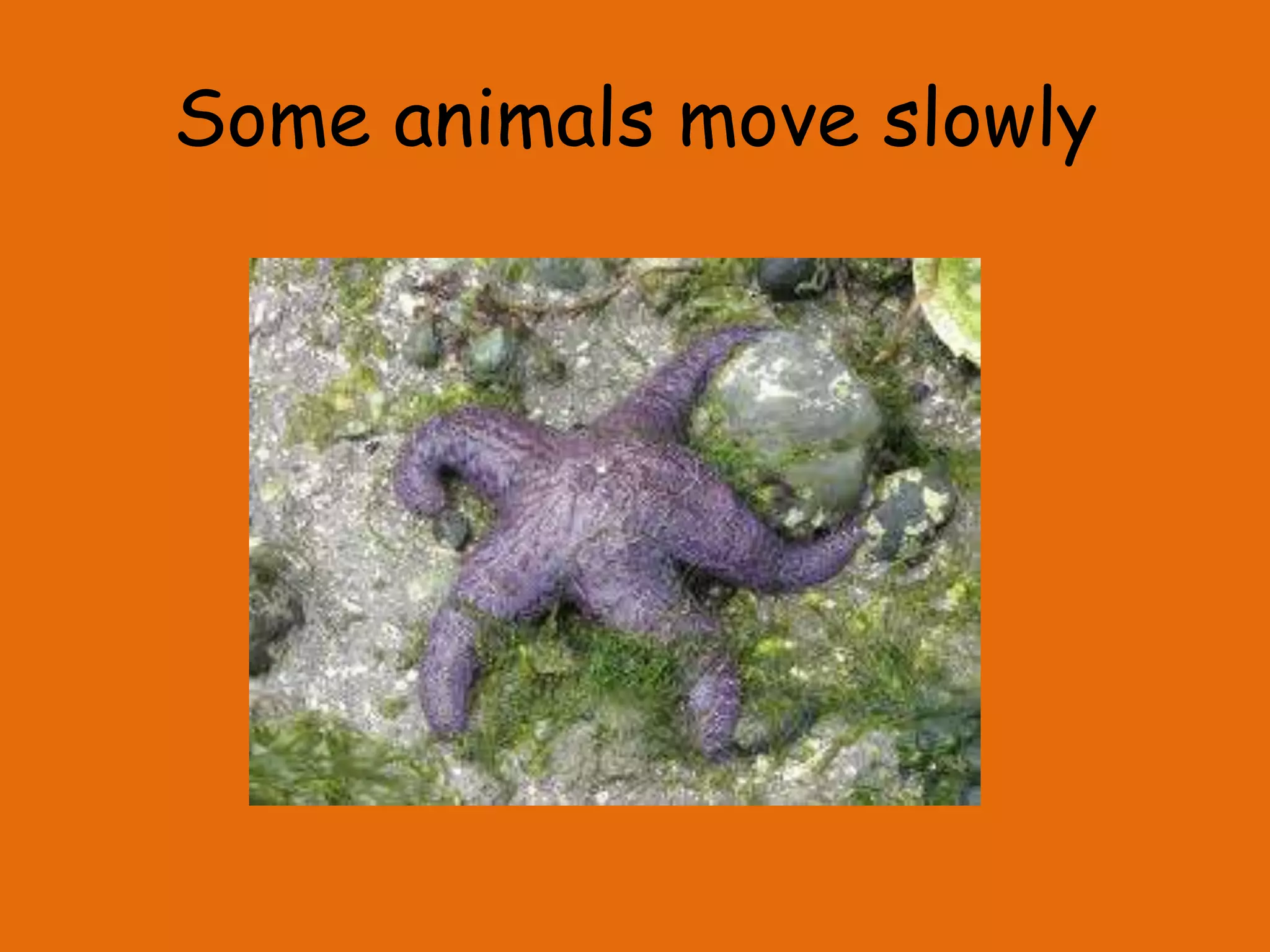 Some animals move slowly
