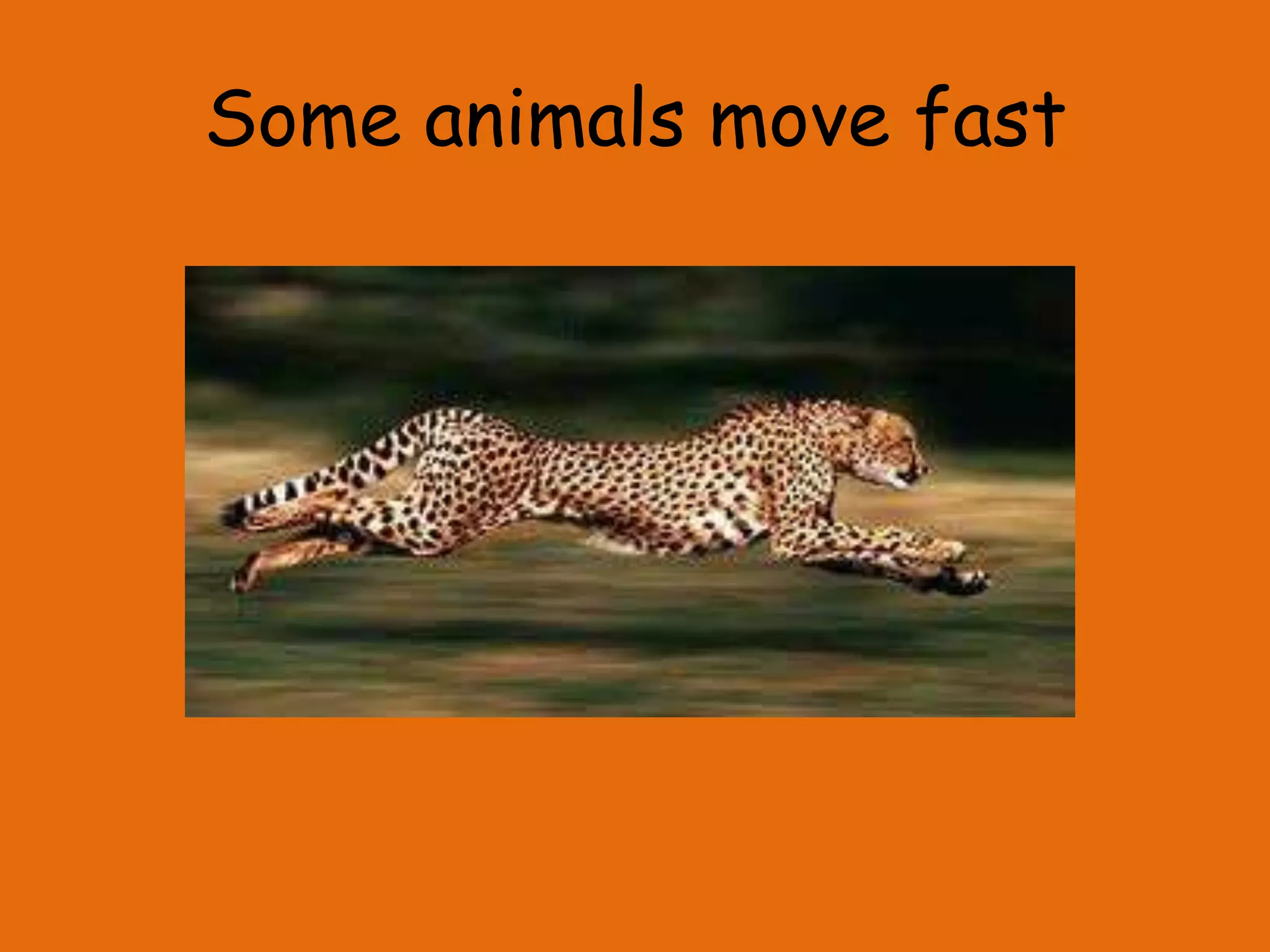Some animals move fast