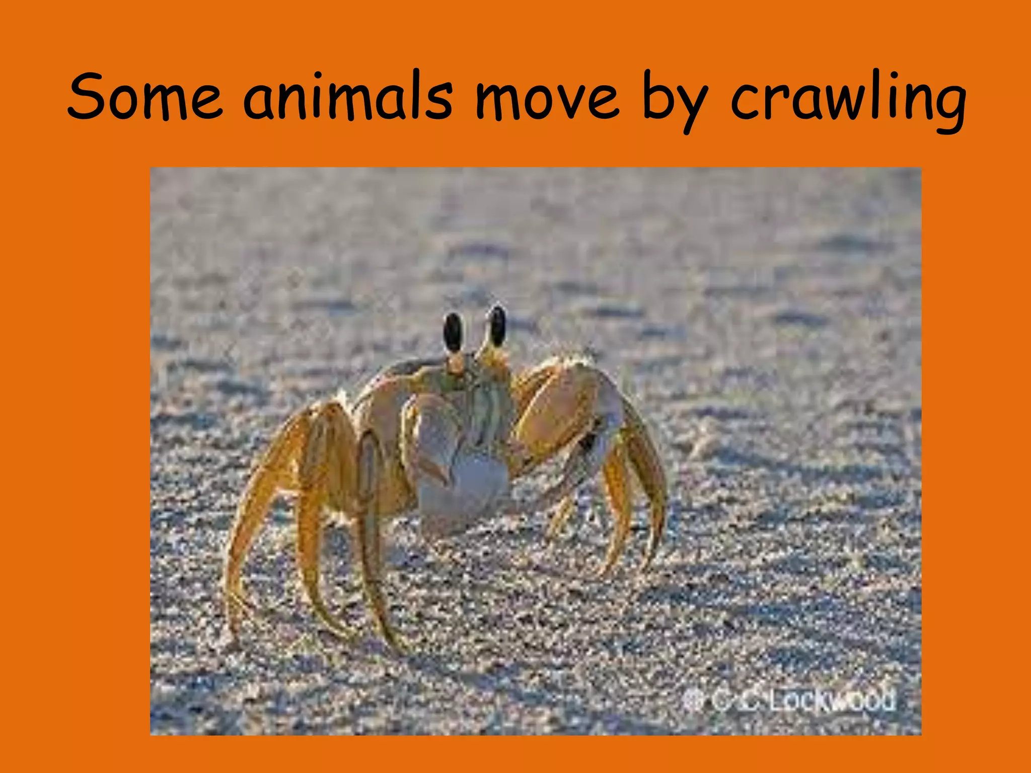 Some animals move by crawling
