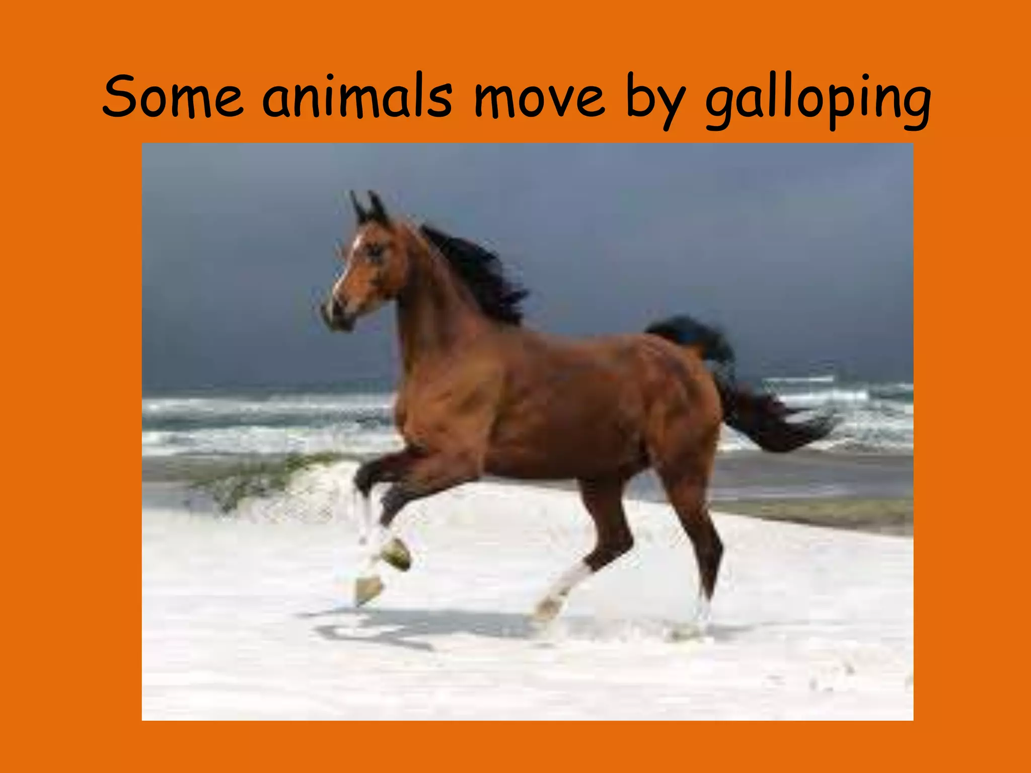 Some animals move by galloping