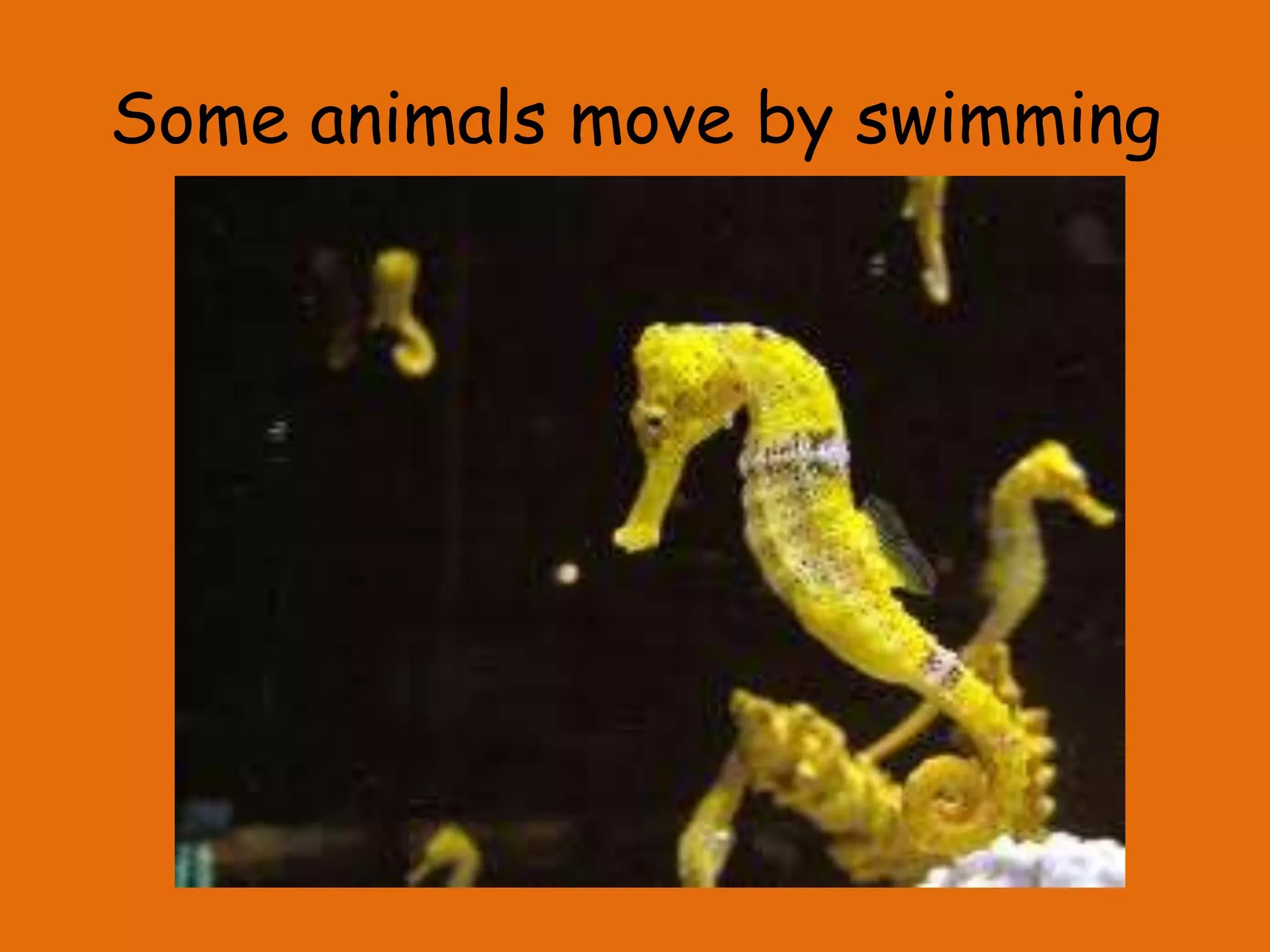 Some animals move by swimming