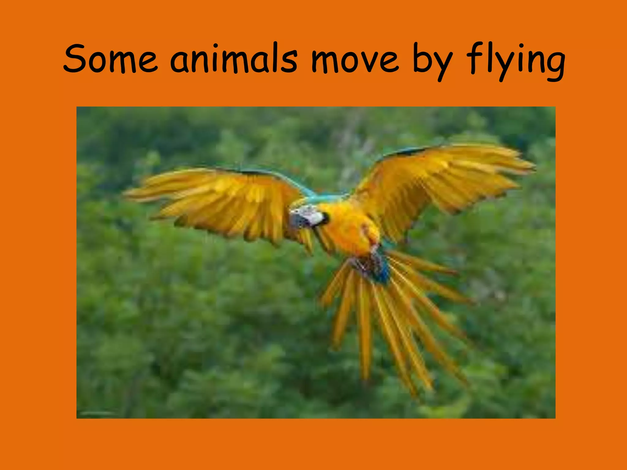 Some animals move by flying