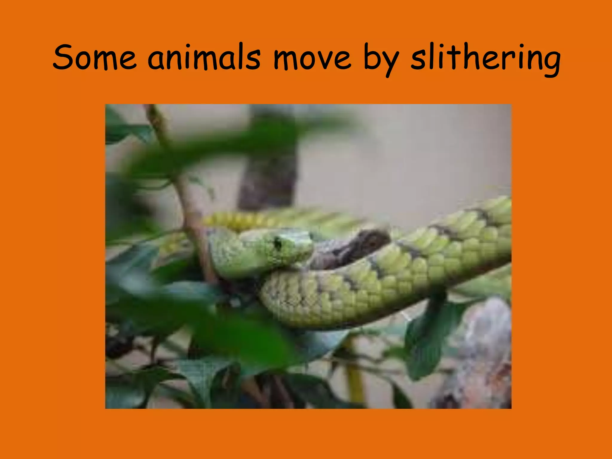 Some animals move by slithering