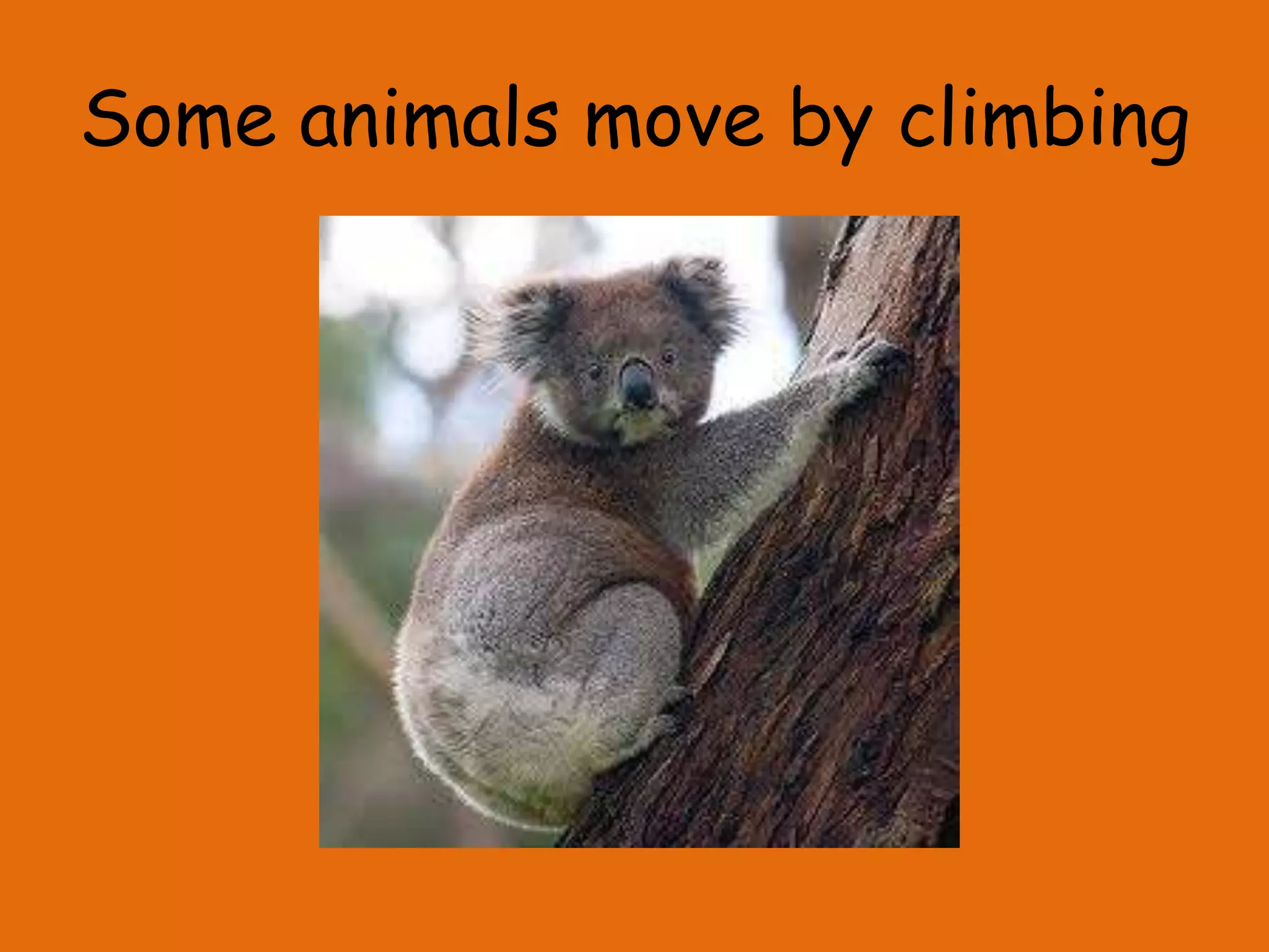 Some animals move by climbing