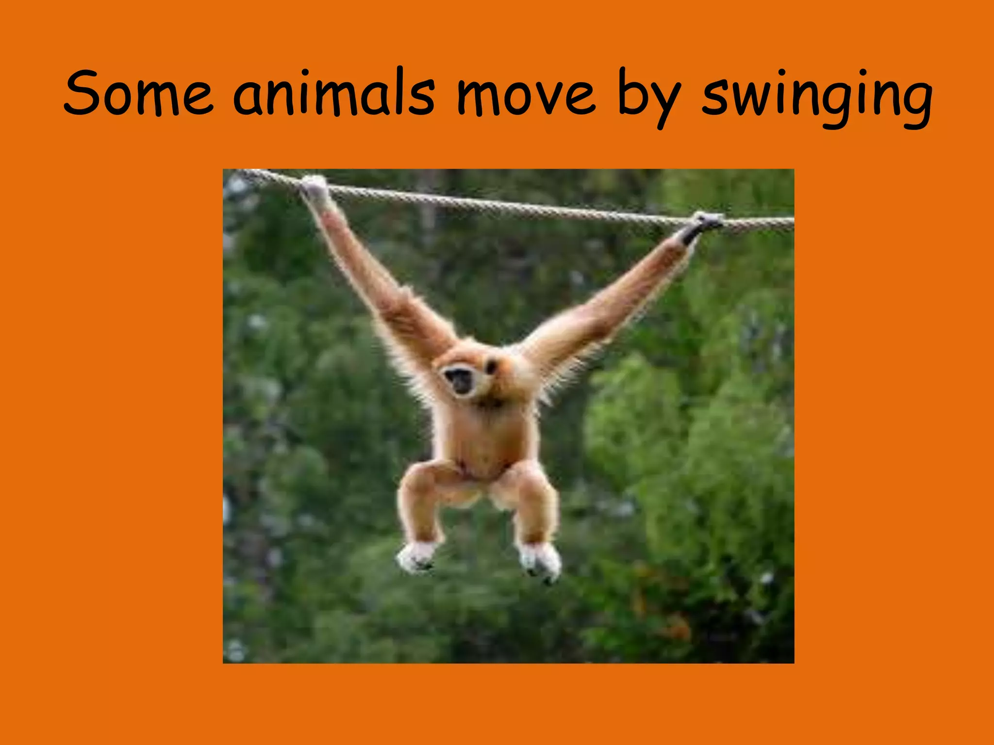Some animals move by swinging