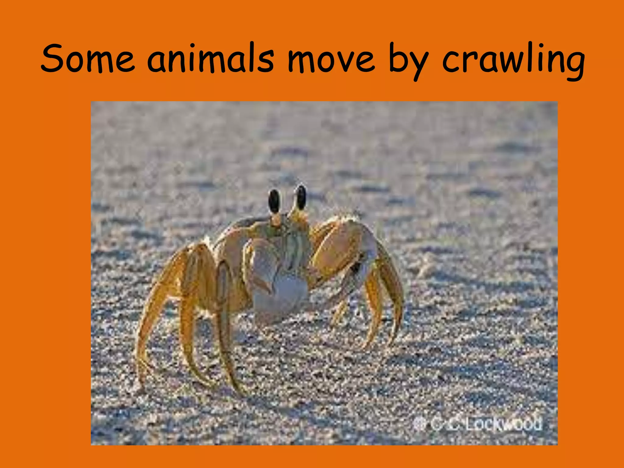 How do animals move?
