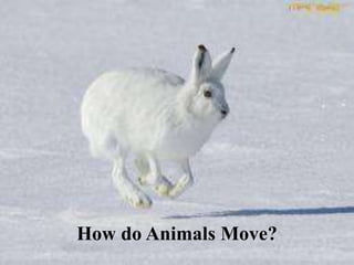 How do Animals Move?
 