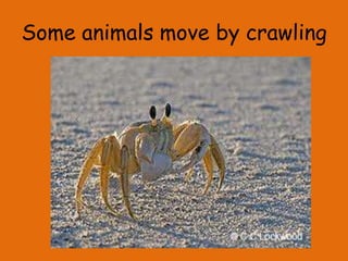 Some animals move by crawling