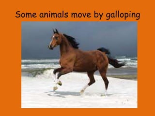 Some animals move by galloping