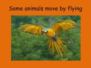Some animals move by flying