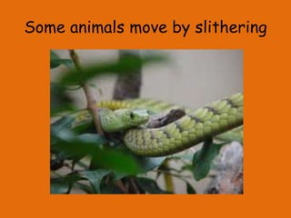 Some animals move by slithering