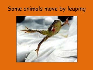 Some animals move by leaping