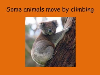 Some animals move by climbing