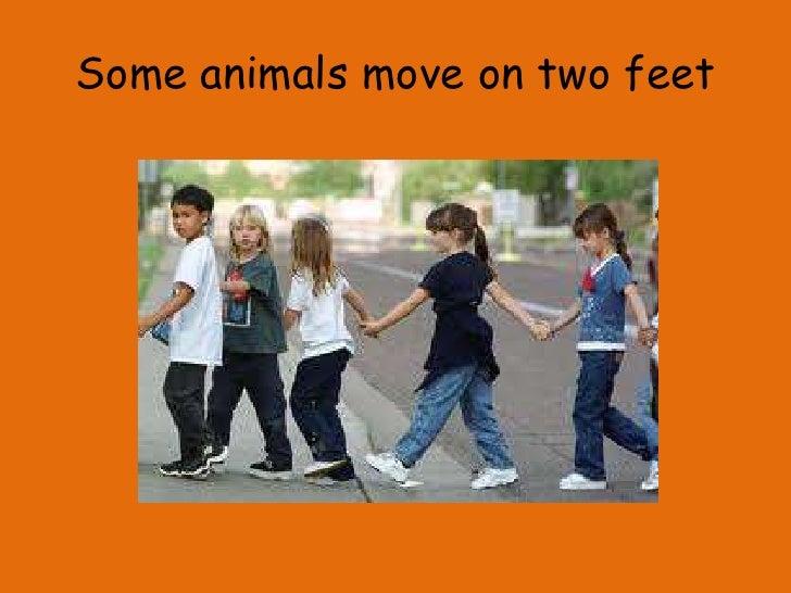 How do animals move?