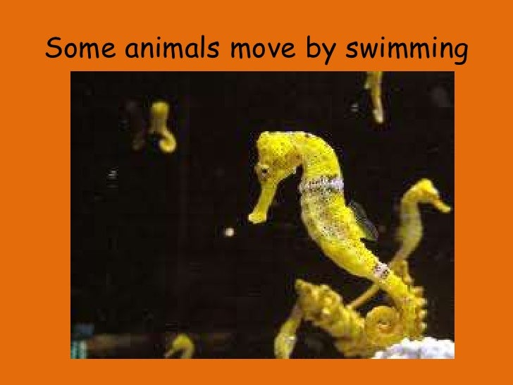 how do animals move