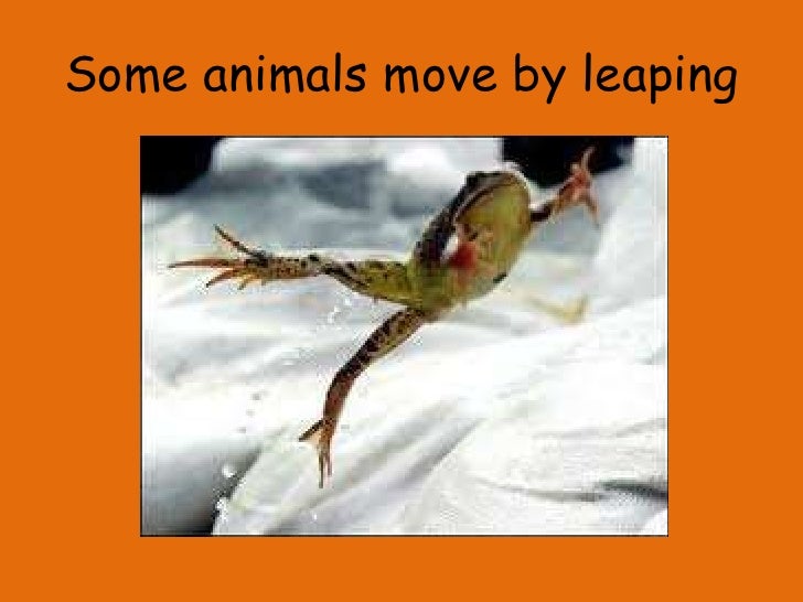 how do animals move