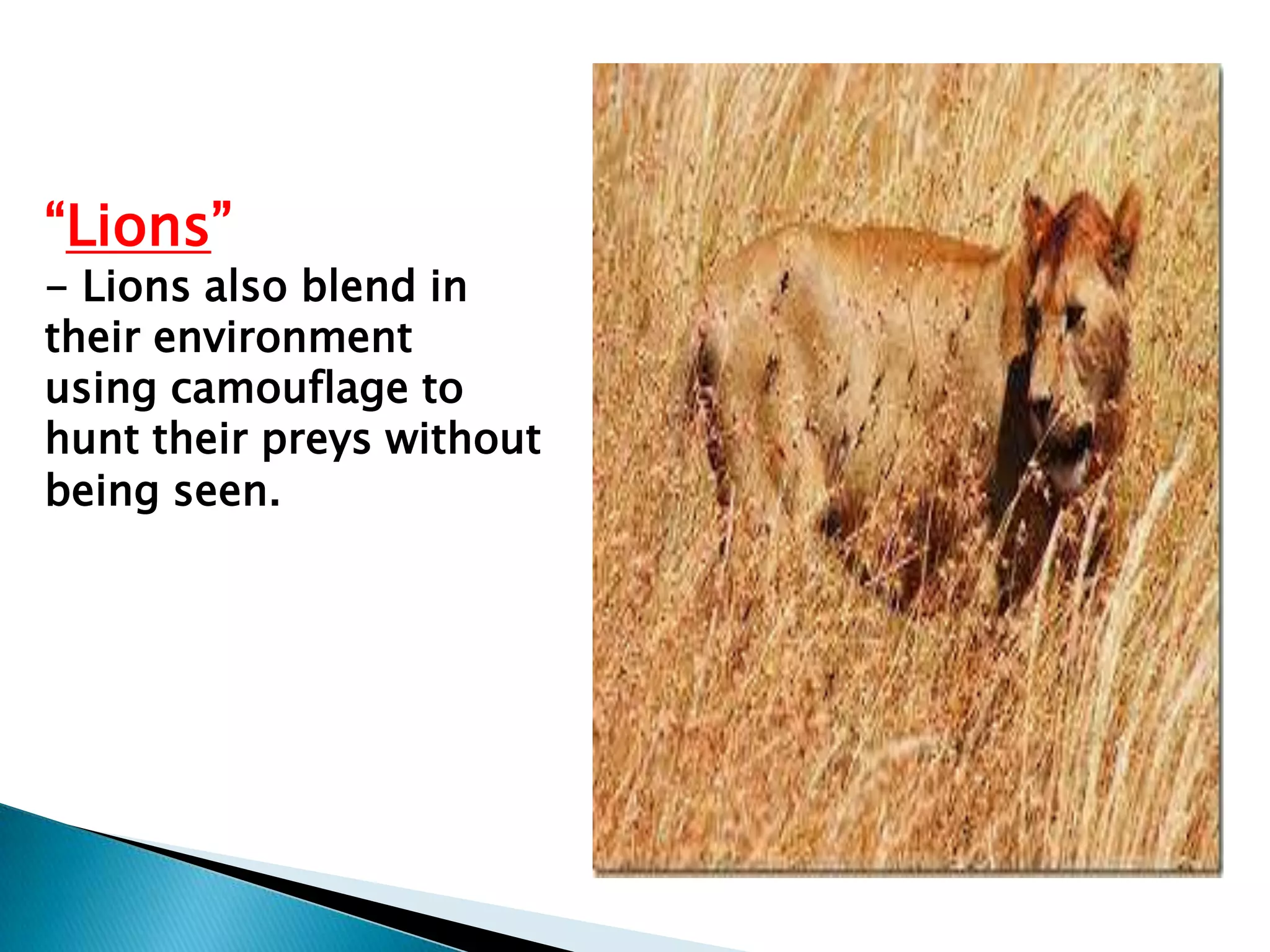 “Lions”

- Lions also blend in
their environment
using camouflage to
hunt their preys without
being seen.

 