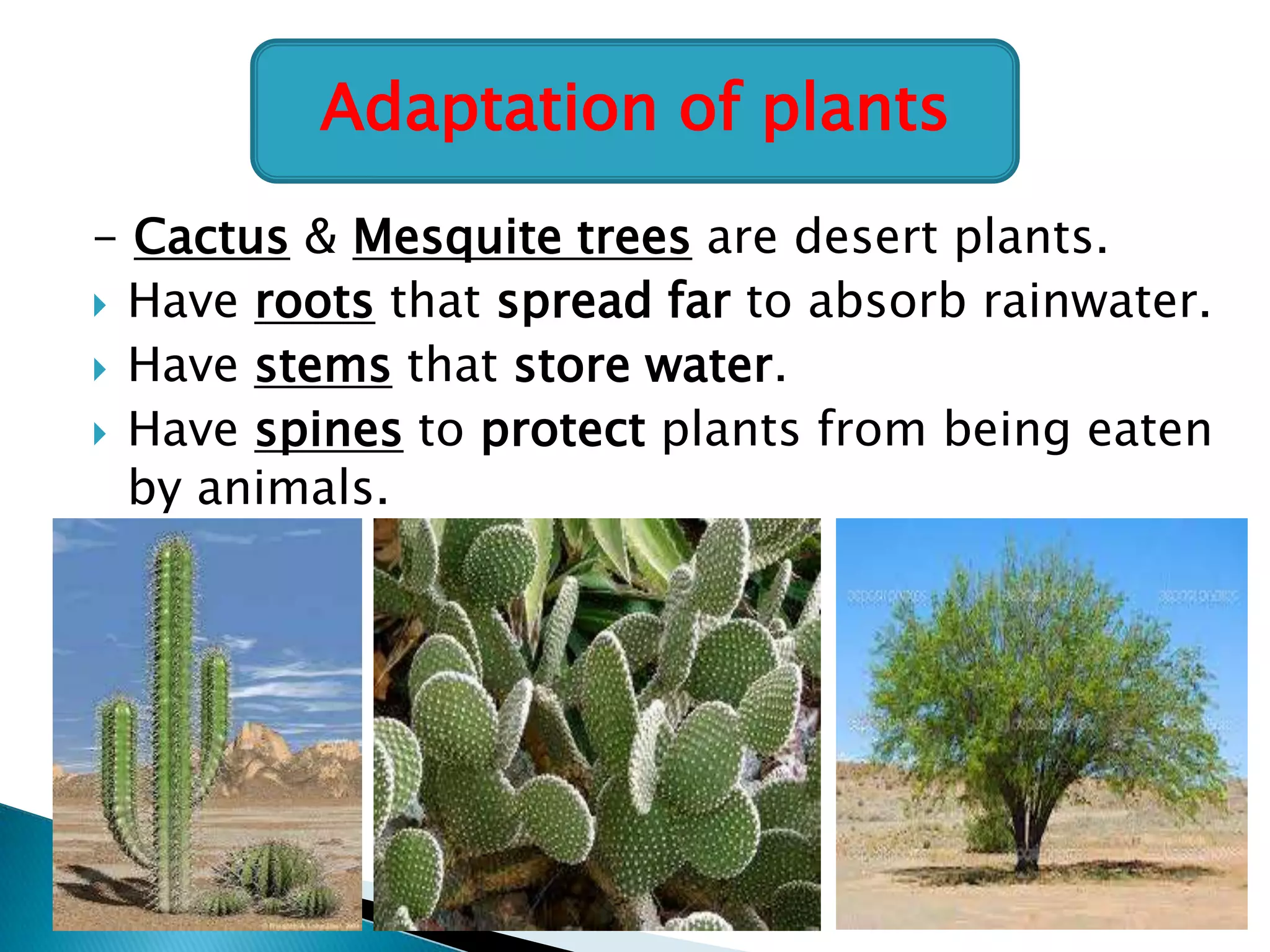 Adaptation of plants
- Cactus & Mesquite trees are desert plants.
 Have roots that spread far to absorb rainwater.
 Have stems that store water.
 Have spines to protect plants from being eaten
by animals.

 