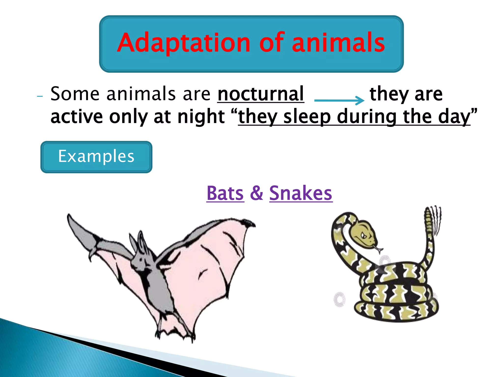 Adaptation of animals
-

Some animals are nocturnal
they are
active only at night “they sleep during the day”
Examples

Bats & Snakes

 