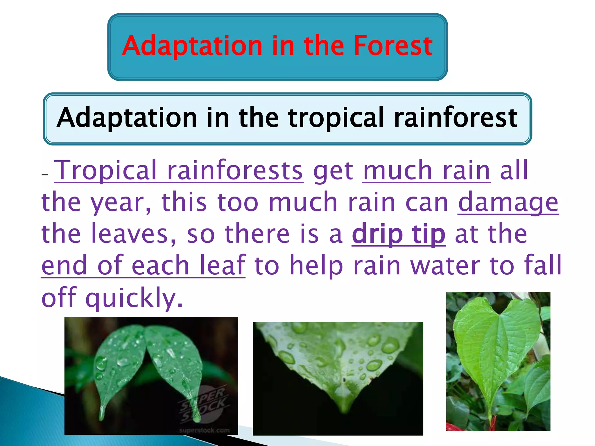 Adaptation in the Forest
Adaptation in the tropical rainforest
Tropical rainforests get much rain all
the year, this too much rain can damage
the leaves, so there is a drip tip at the
end of each leaf to help rain water to fall
off quickly.
-

 