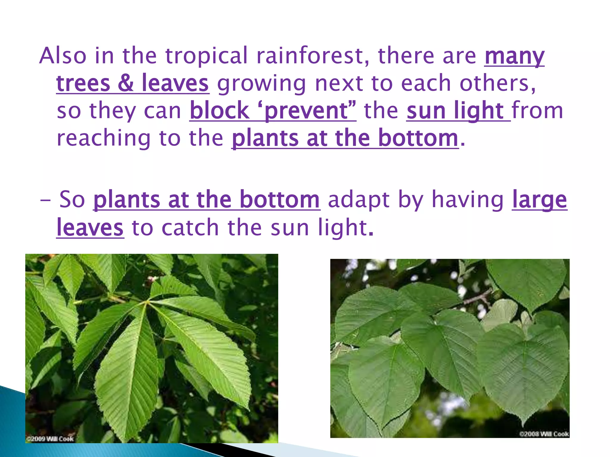 Also in the tropical rainforest, there are many
trees & leaves growing next to each others,
so they can block „prevent” the sun light from
reaching to the plants at the bottom.
- So plants at the bottom adapt by having large
leaves to catch the sun light.

 