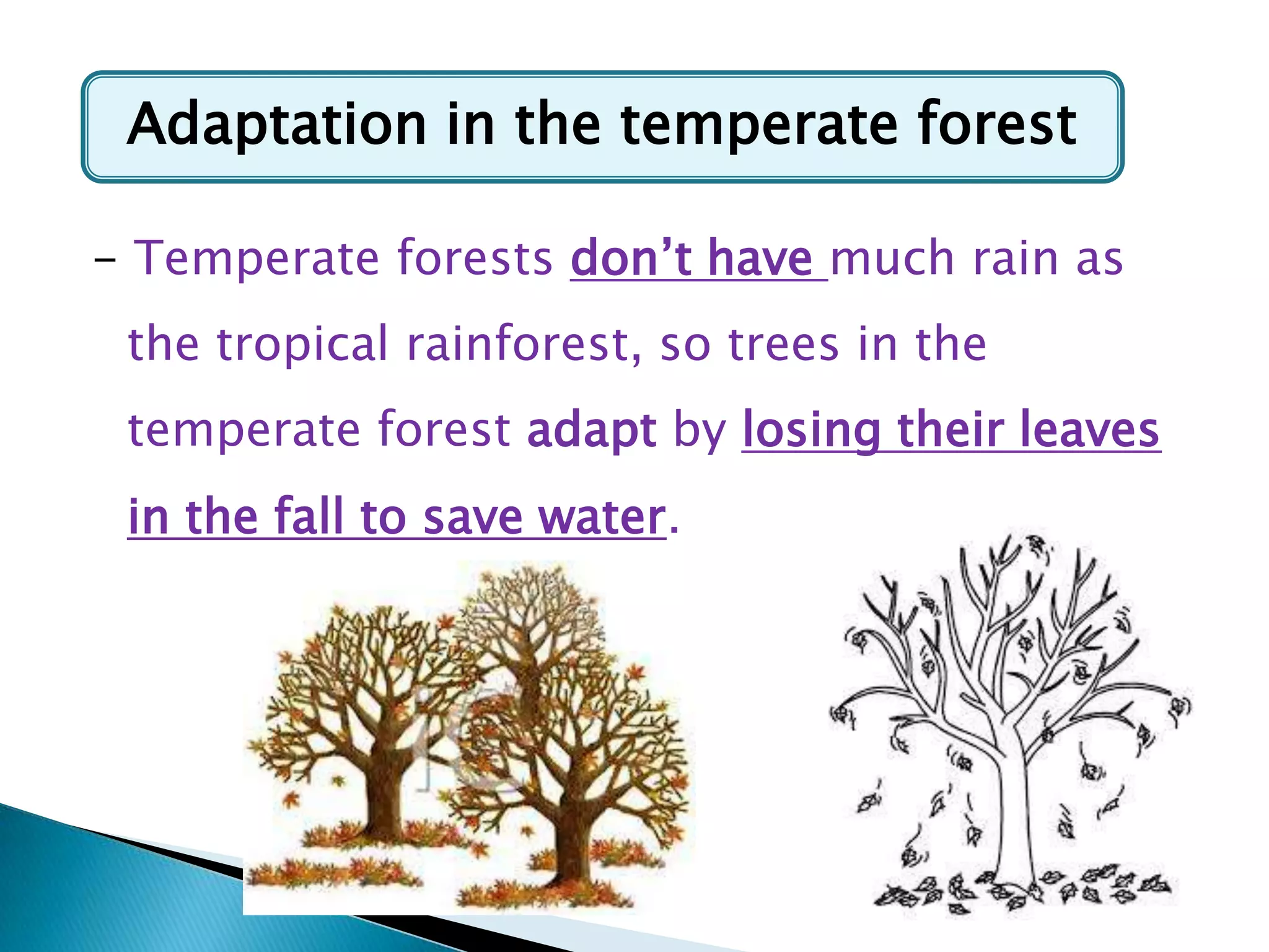 Adaptation in the temperate forest
- Temperate forests don‟t have much rain as

the tropical rainforest, so trees in the
temperate forest adapt by losing their leaves
in the fall to save water.

 
