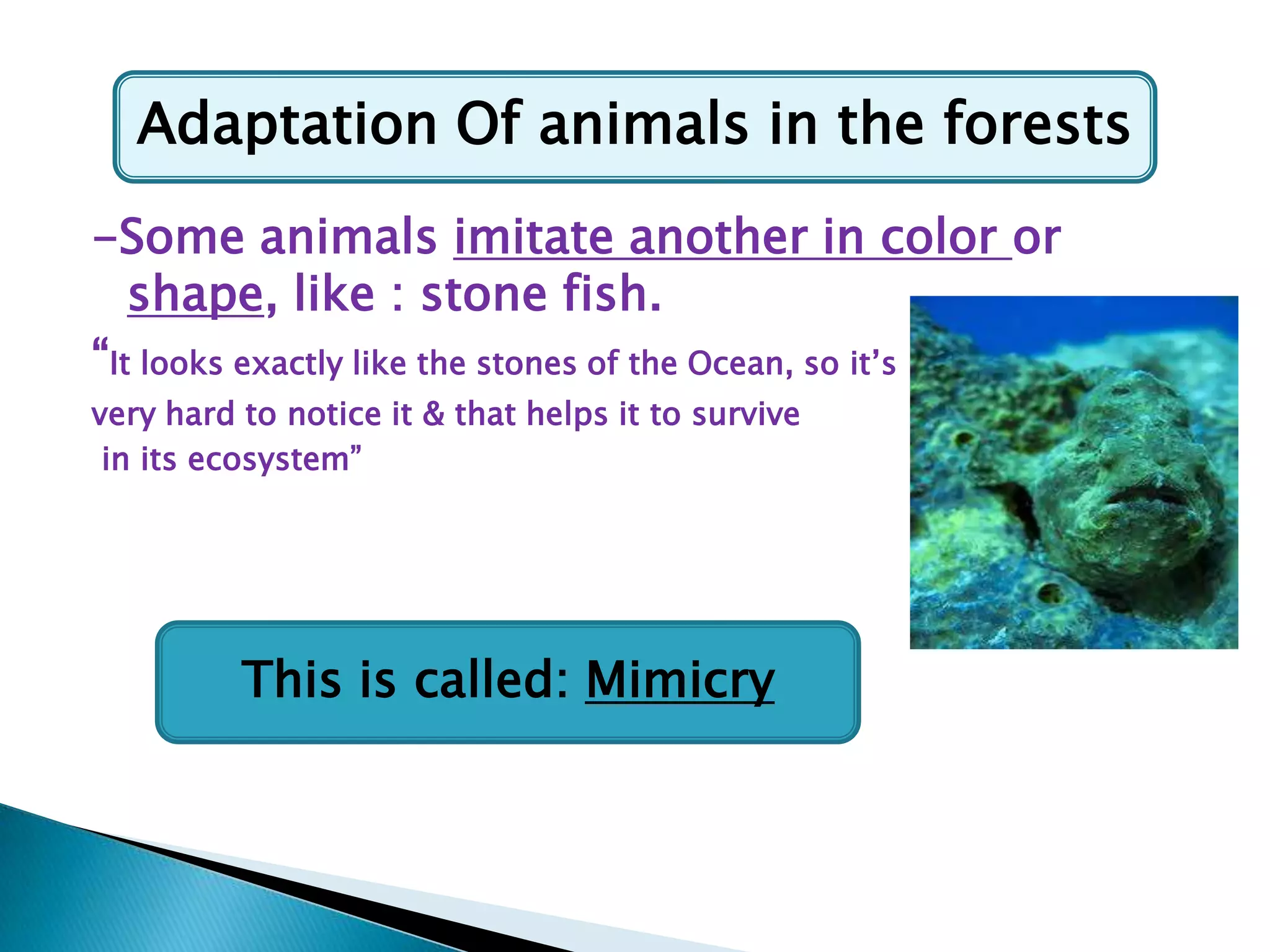 Adaptation Of animals in the forests
-Some animals imitate another in color or
shape, like : stone fish.
“It looks exactly like the stones of the Ocean, so it‟s
very hard to notice it & that helps it to survive
in its ecosystem”

This is called: Mimicry

 