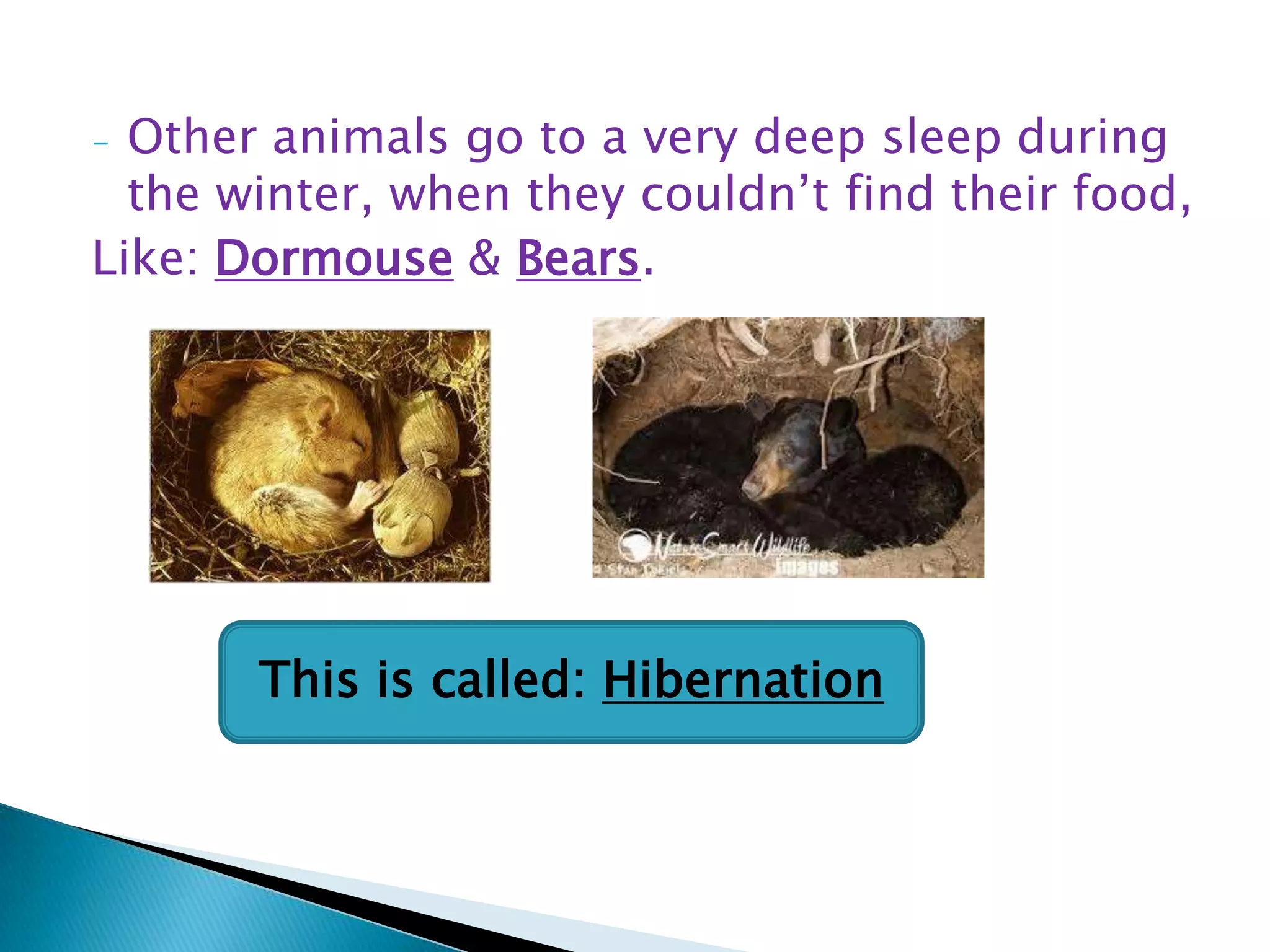 Other animals go to a very deep sleep during
the winter, when they couldn‟t find their food,
Like: Dormouse & Bears.
-

This is called: Hibernation

 