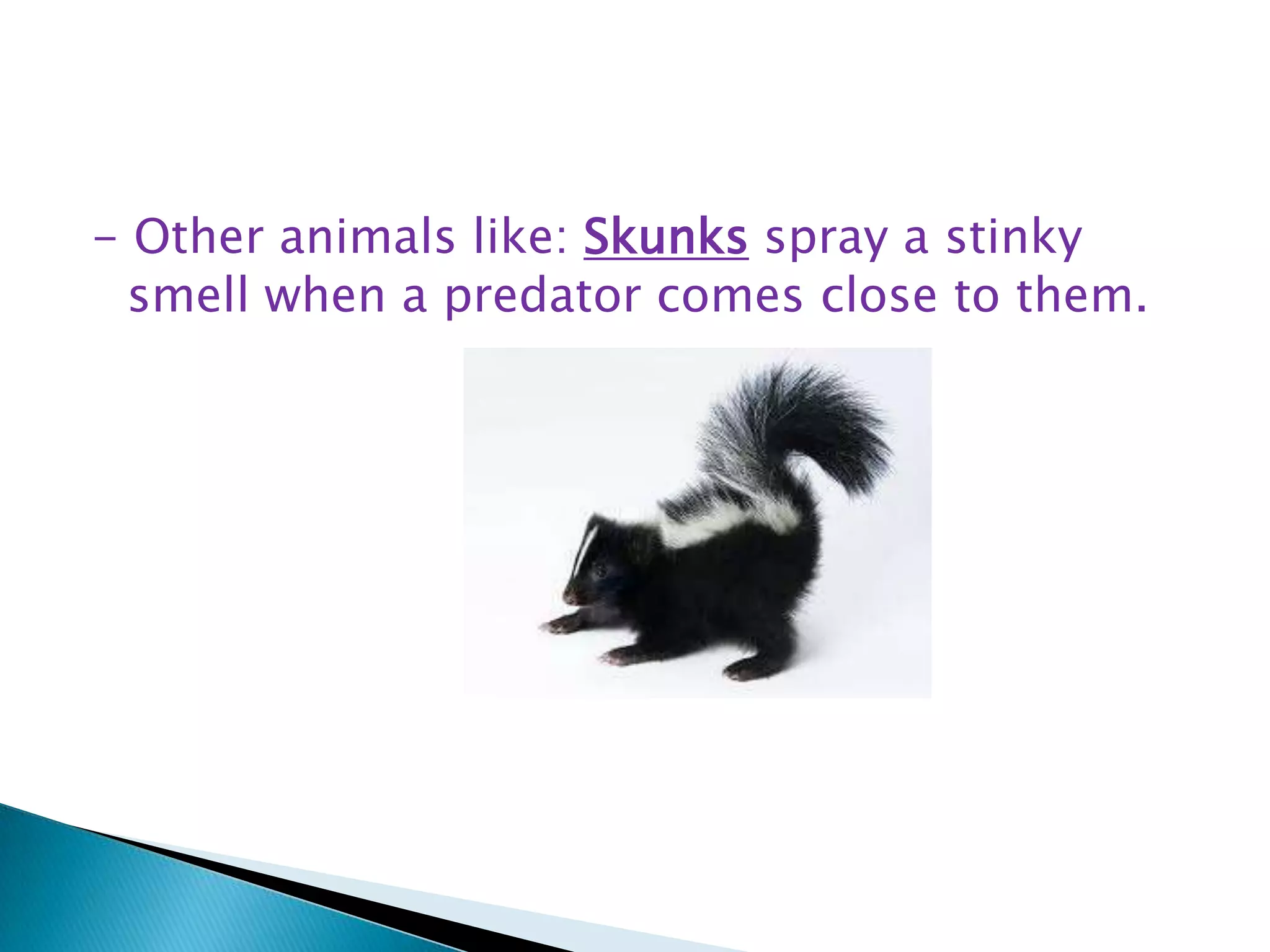 - Other animals like: Skunks spray a stinky
smell when a predator comes close to them.

 