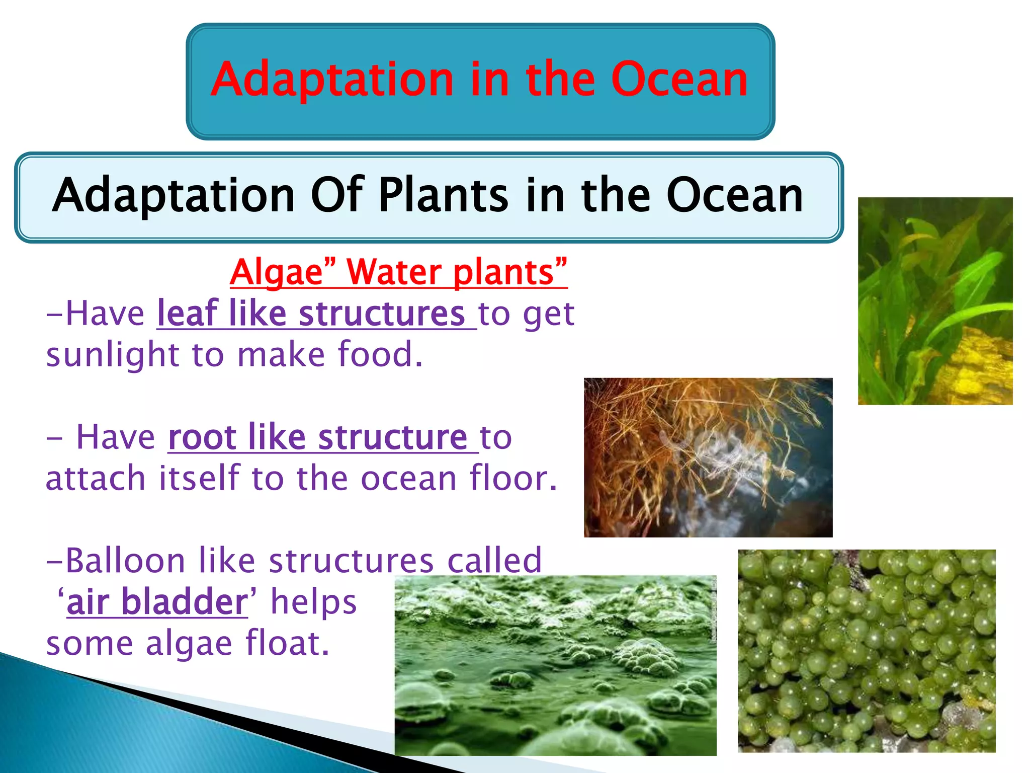 Adaptation in the Ocean
Adaptation Of Plants in the Ocean
Algae” Water plants”
-Have leaf like structures to get
sunlight to make food.
- Have root like structure to
attach itself to the ocean floor.
-Balloon like structures called
„air bladder‟ helps
some algae float.

 